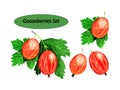 Hand drawn watercolor painting set of garden gooseberries on white background.