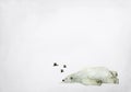 Hand drawn watercolor painting of sleeping polar bear on grey background