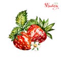 Hand drawn watercolor painting strawberry on white background. Illustration of berries. Royalty Free Stock Photo