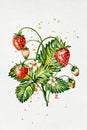Hand drawn watercolor painting strawberry on white background. Illustration of berries. Royalty Free Stock Photo