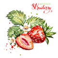 Hand drawn watercolor painting strawberry on white background. Illustration of berries. Royalty Free Stock Photo