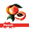 Hand drawn watercolor painting on white background. fruit peach