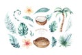 Hand drawn watercolor painting on white background. Tropical palm leaves with Coconuts isolated. Nature Fruit