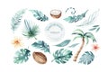 Watercolor Tropical palm leaves painting on white background. Coconuts trees, monstera leat isolated. Hand drawn Nature