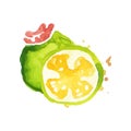 Hand drawn watercolor painting with whole and slice of juicy feijoa. Healthy nutrition. Organic and tasty food. Tropical