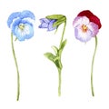 Hand drawn watercolor Pansy flower set Royalty Free Stock Photo