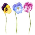 Hand drawn watercolor Pansy flower set Royalty Free Stock Photo