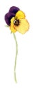 Hand drawn watercolor Pansy flower Royalty Free Stock Photo