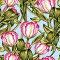 Hand drawn watercolor pattern with pink and white tulips and green leaves isolated on blue background. Colorful flower Royalty Free Stock Photo