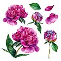 Hand drawn watercolor peonies