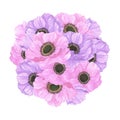 Hand drawn watercolor pink and purple anemone flowers bouquet isolated on white background. Can be used for post card, poster and Royalty Free Stock Photo