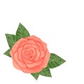 Hand drawn watercolor pink rose with leaves isolated on the white background