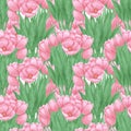 Hand drawn watercolor pink tulips bouquet seamless pattern on white background. Can be used for fabric, textile, gift-wrapping and Royalty Free Stock Photo