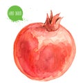 Hand drawn watercolor pomegranate. Isolated on white background fruit illustration.