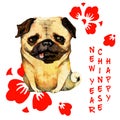 Hand drawn watercolor pug with red cherry flowers and vertical congratulation Royalty Free Stock Photo