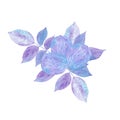 Hand drawn watercolor purple and blue walnut branch isolated on white background. Can be used for card, label, banner and other