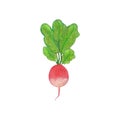 Hand drawn watercolor radish isolated on white background. Fresh tasty vegetable with green leaf, vegetarian food, green