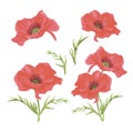 Hand drawn watercolor red poppy flowers with leaves set isolated on white background. Can be used for post card, poster and other Royalty Free Stock Photo