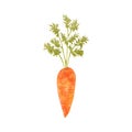 Hand drawn watercolor ripe carrot isolated on white background. Fresh orange vegetable with green leaf, vegetarian food Royalty Free Stock Photo