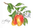 Hand drawn watercolor ripe mango fruit on the branch