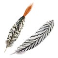Hand drawn watercolor ritual meditation feathers set. Realistic feathers isolated on white background.