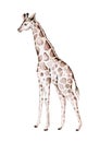 Hand drawn watercolor safari tropical giraffe decoration. Exotic savannah African illustrations, zoo jungle tree, brazil