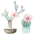 Hand drawn watercolor saguaro cactuses Royalty Free Stock Photo