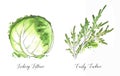 Hand drawn watercolor salad leaf, fresh iceberg lettuce and curly endive salad isolated on the white background Royalty Free Stock Photo