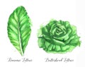 Hand drawn watercolor salad leaf, fresh romaine lettuce and butterhead lettuce isolated on the white background Royalty Free Stock Photo