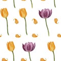 Hand drawn Watercolor seamless colorful tulips pattern on white background