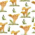 Hand drawn watercolor seamless pattern illustration of chanterelle cibarius edible wild fungi mushrooms. Orange yellow