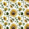 Hand drawn watercolor seamless pattern with sunflower flowers on a white background for your disign.