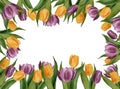 Hand drawn Watercolor seamless tulips frame on white background