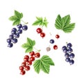 Hand-drawn watercolor set of berries. Redcurrant and Blackcurrant