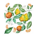 Hand drawn watercolor set of citrus fruit, leaves and blossoms isolated on white background