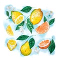 Hand drawn watercolor set of citrus fruit, leaves and blossoms isolated on white background