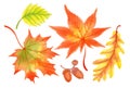 Hand drawn watercolor set of colorful autumn leaves isolated on white Royalty Free Stock Photo