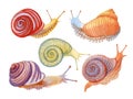 Hand drawn watercolor set of colorful snails.