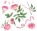 Hand-drawn watercolor set of floral illustrations - roses, leaves, branch, bird