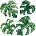 Hand drawn watercolor set of green monstera leaves