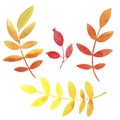 Hand drawn watercolor set of red, yellow, orange autumn leaves and berries isolated on white background. Royalty Free Stock Photo