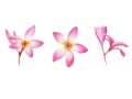 watercolor set of tropical plant plumeria flower isolated Royalty Free Stock Photo