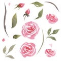 Hand drawn watercolor set of vintage pink roses Royalty Free Stock Photo