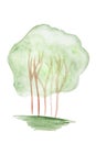 Hand-drawn watercolor shrub with lush green foliage insulated on white.