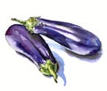 Hand drawn watercolor sketch vegetables eggplant