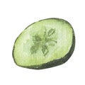 Hand drawn watercolor sliced cucumber sketch