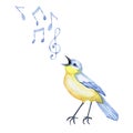 Hand-drawn watercolor songbird