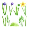 Hand drawn watercolor spring garden flowers with blooming hyacinth and daffodile on white background. Vintage illustration in
