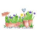 Hand drawn watercolor spring garden flowers with blooming hyacinth and primrose in pots and baskets on white background. Vintage