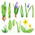 Hand drawn watercolor spring garden flowers with blooming hyacinth and primrose on white background. Vintage illustration in rural